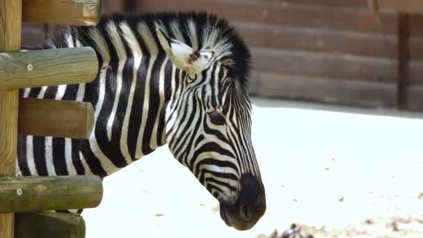 Słodkie Zebra Zbliżenie Górę Zewnątrz — Wideo stockowe