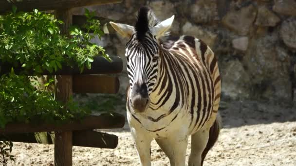 Bonito Zebra Fechar Livre — Vídeo de Stock