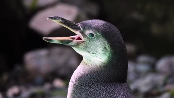 Humboldt Pingvin Står Stenar Vid Vattnet — Stockvideo