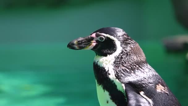 Pingüino Soñando Con Mar Océano Viviendo Zoológico — Vídeos de Stock