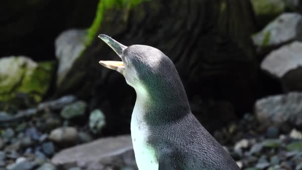 Humboldt Пингвин Стоя Скалах Воды — стоковое видео
