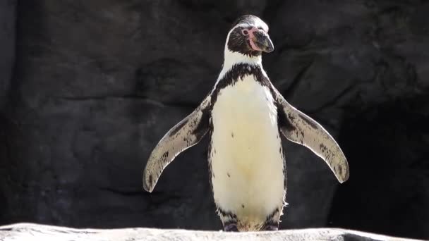 Pingvinek Sütkérezik Nap Közelében Sziklák Tenger — Stock videók