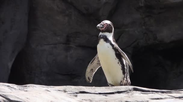 Pinguine Sonnen Sich Der Nähe Der Felsen Meer — Stockvideo