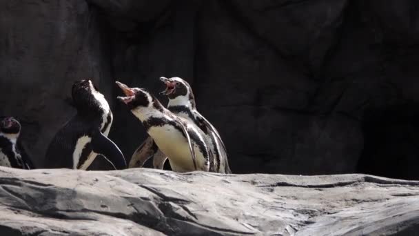 海の岩の近くの太陽の下でペンギンバスク — ストック動画