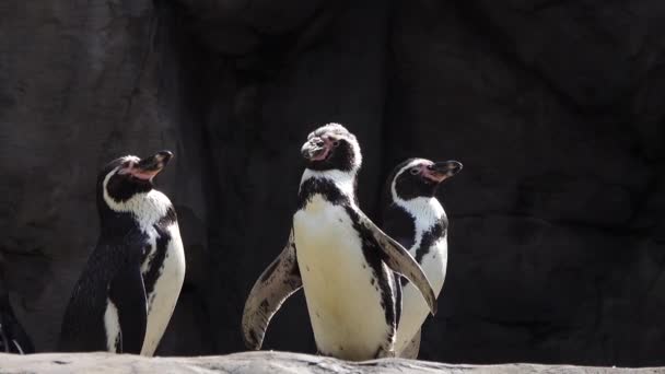 Pingvinek Sütkérezik Nap Közelében Sziklák Tenger — Stock videók