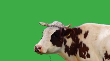 benekli inek yeşil ekrana yakın