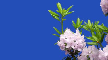 Pembe çiçekler Azalea Rhododendron bir çiftlikte mavi bir ekranda. Şarkı söyleyen kuşlar