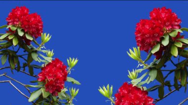 Kırmızı çiçekler Azalea Rhododendron bir çiftlikteki bir bahçede mavi ekranda. Şarkı söyleyen kuşlar