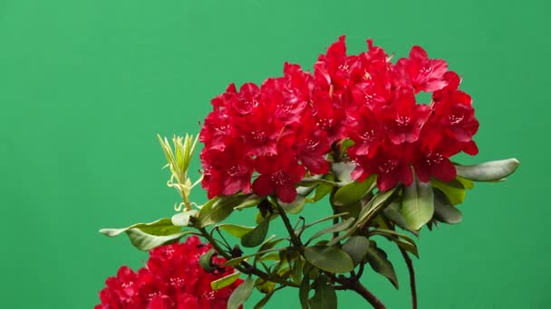 赤い花 農園の庭の緑色のスクリーンにアザリ ローデンドロン 歌う鳥たち — ストック動画