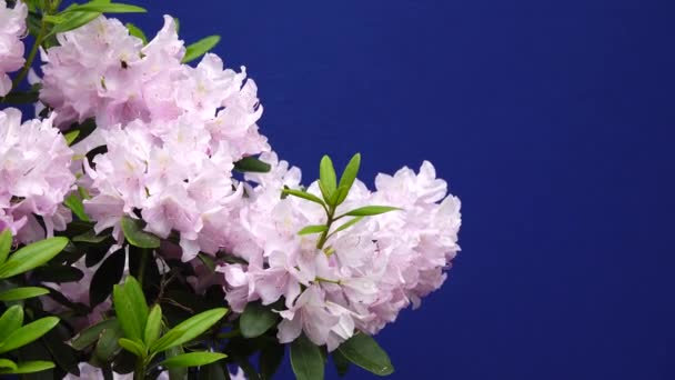 Flores Cor Rosa Azalea Rhododendron Uma Tela Azul Jardim Uma — Vídeo de Stock