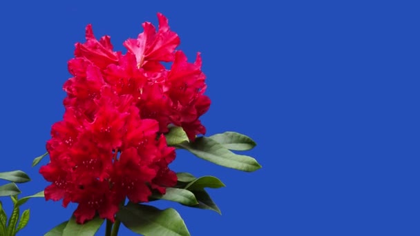 Czerwone Kwiaty Azalea Rododendron Niebieskim Ekranie Ogrodzie Farmie Śpiewające Ptaki — Wideo stockowe