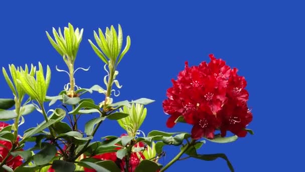 Kırmızı Çiçekler Azalea Rhododendron Bir Çiftlikteki Bir Bahçede Mavi Ekranda — Stok video