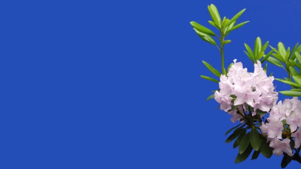 Rosafarbene Blüten Azalea Rhododendron Auf Einem Blauen Bildschirm Einem Garten — Stockvideo