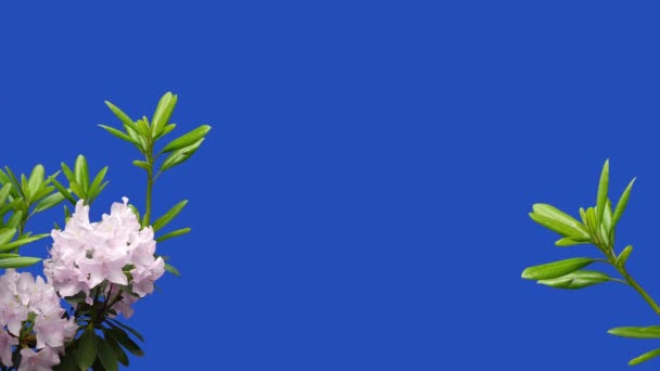 Розовые Цветы Азалия Рододендрон Голубом Экране Саду Ферме Поющие Птицы — стоковое видео