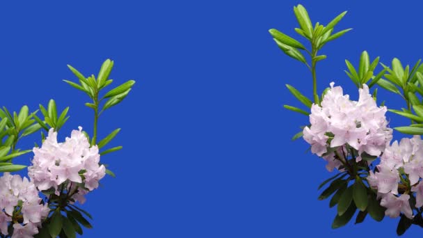 Rózsaszín Virágok Azalea Rhododendron Egy Kék Képernyőn Egy Kertben Egy — Stock videók