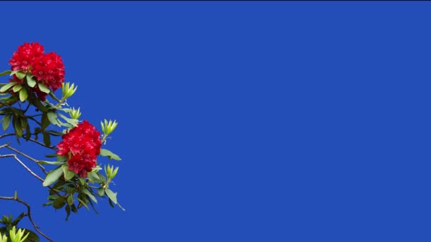 Красные Цветы Азалия Рододендрон Синем Экране Саду Ферме Поющие Птицы — стоковое видео