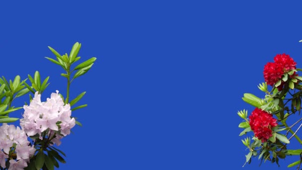 Fleurs Rouges Roses Azalea Rhododendron Sur Écran Bleu Dans Jardin — Video