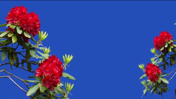 Flores Vermelhas Azalea Rhododendron Uma Tela Azul Jardim Uma Fazenda — Vídeo de Stock