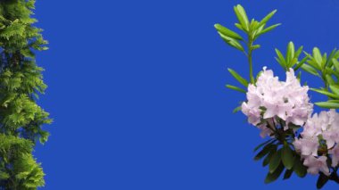 Pembe çiçekler Azalea Rhododendron ve bir çiftlikteki bir bahçede mavi bir ekran üzerinde thuja dalı. Şarkı söyleyen kuşlar