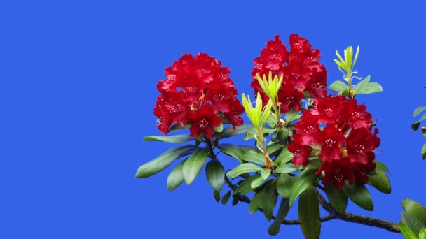 Flores Rojas Azalea Rhododendron Una Pantalla Azul Jardín Una Granja — Vídeo de stock