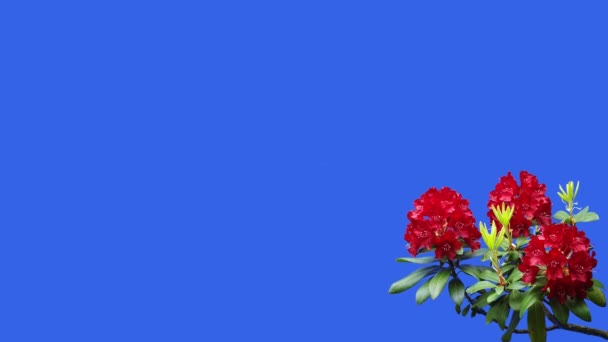 Flores Vermelhas Azalea Rhododendron Uma Tela Azul Jardim Uma Fazenda — Vídeo de Stock