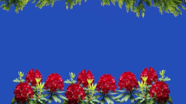 Kırmızı Çiçekler Azalea Rhododendron Thuja Dalları Bir Çiftlikteki Mavi Ekranda — Stok video