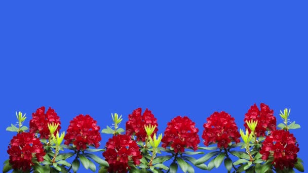 赤い花 農園の庭の青いスクリーンにアザリ ローデンドロン 歌う鳥たち — ストック動画