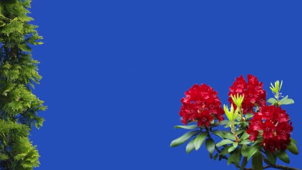 Röda Blommor Azalea Rhododendron Och Thuja Gren Blå Skärm Trädgård — Stockvideo