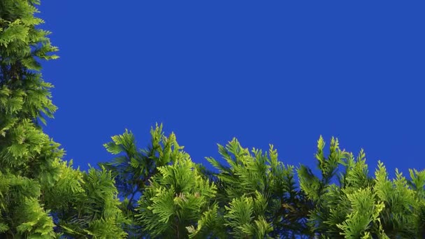 Thuja Zweig Auf Einem Blauen Bildschirm Einem Garten Auf Einem — Stockvideo