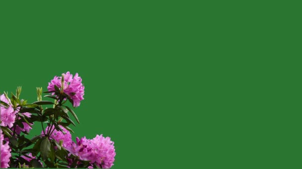 ピンクの花 農園の庭の緑色のスクリーンにアザリ ローデンドロン 歌う鳥たち — ストック動画