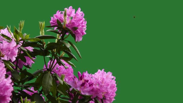 Fleurs Roses Azalea Rhododendron Sur Écran Vert Dans Jardin Sur — Video