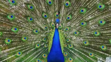 Kuyruğunu sallayan Hintli tavus kuşu