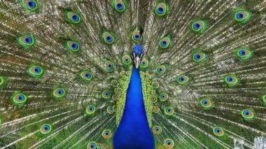 Kuyruğunu sallayan Hintli tavus kuşu