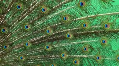 tavuskuşu kuyruğu yeşil ekranda