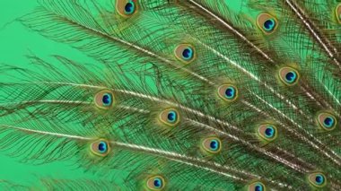 tavuskuşu kuyruğu yeşil ekranda