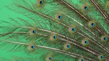 tavuskuşu kuyruğu yeşil ekranda