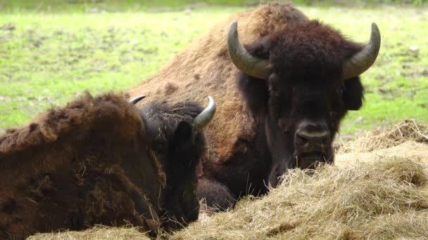 Bison Trouve Dans Des Conditions Naturelles Mâche Herbe — Video