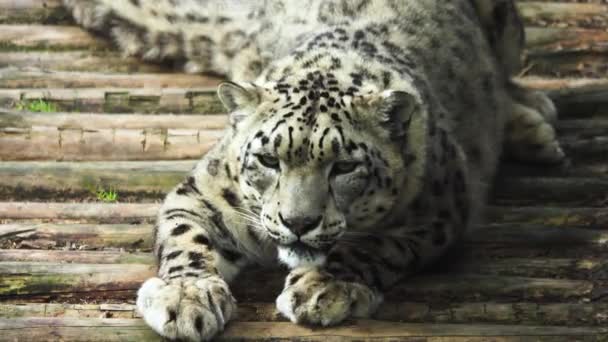 Leopardo Delle Nevi Trova Guarda Direzioni Diverse — Video Stock