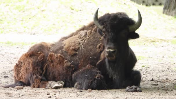 Bison Lies Natural Conditions Chews Grass — Stock Video