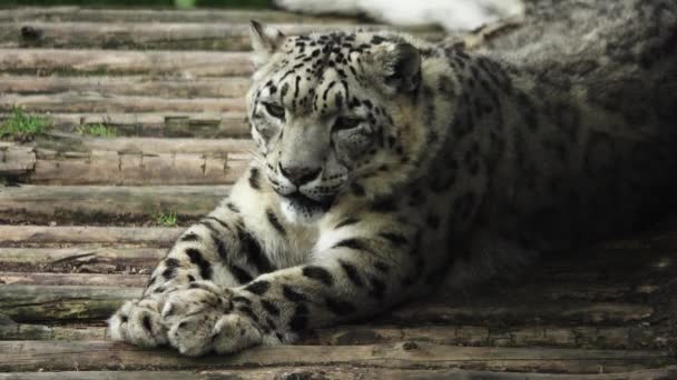 Snow Leopard Lies Looks Different Directions — Stock Video