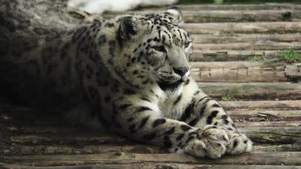 Snow Leopard Lies Looks Different Directions — Stock Video