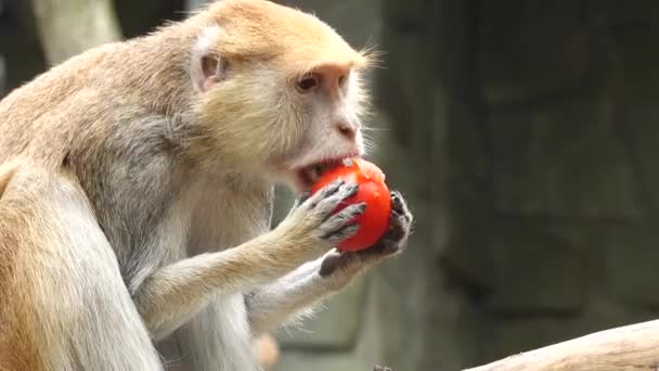 Eythrocebus Patas Monkey Eats Fruit — стоковое видео