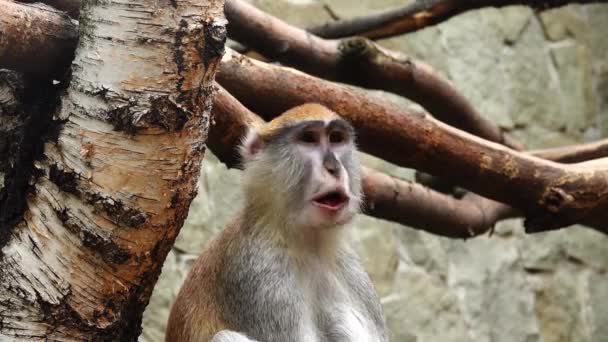 Eythrocebus Patas Monkey Eats Fruit — стоковое видео