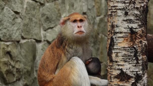 Eythrocebus Patas Monkey Feeding Baby Breast Milk — стоковое видео