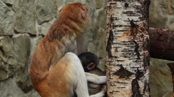 Eythrocebus Patas Monkey Feeding Baby Breast Milk — стоковое видео