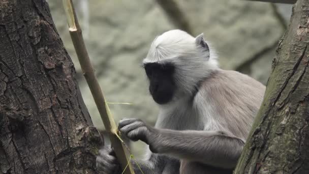Semnopithecus Entellus Macaco Come Ramos Condições Naturais — Vídeo de Stock