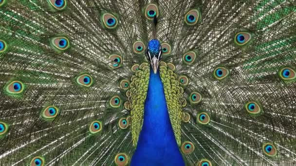 Indian Peacock Spreading Tail — Stock Video