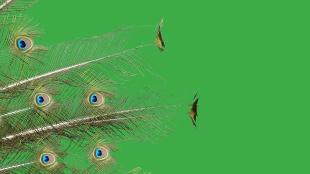 绿色屏幕上的孔雀尾巴 — 图库视频影像