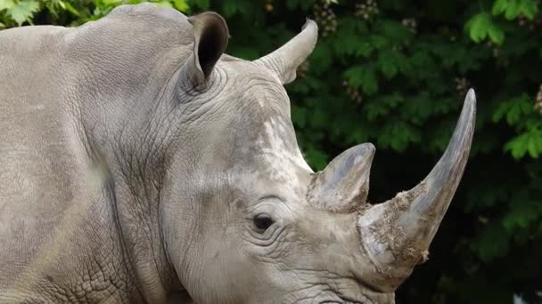 Портрет Белого Носорога Замедленное Движение — стоковое видео