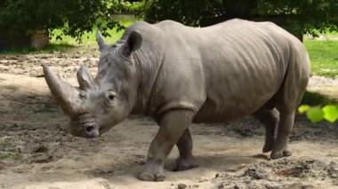 Yürüyen beyaz gergedan doğal koşulları
